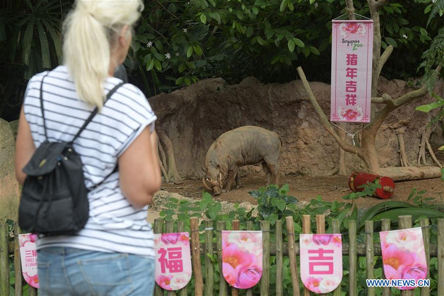 SINGAPORE-ZOO-YEAR OF THE PIG-DECORATIONS