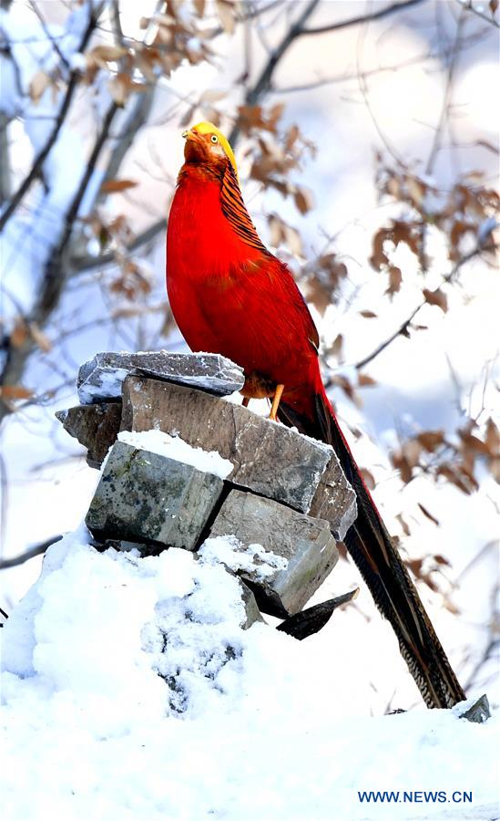 CHINA-HENAN-LUSHI-SNOW SCENERY (CN)