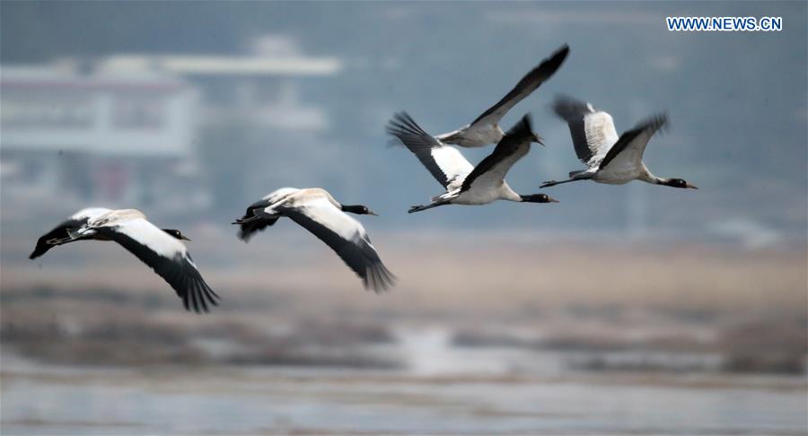 #CHINA-GUIZHOU-WEINING-BLACK-NECKED CRANES (CN*)