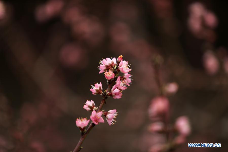 #CHINA-SHANDONG-LINYI-PEACH BLOSSOM (CN)