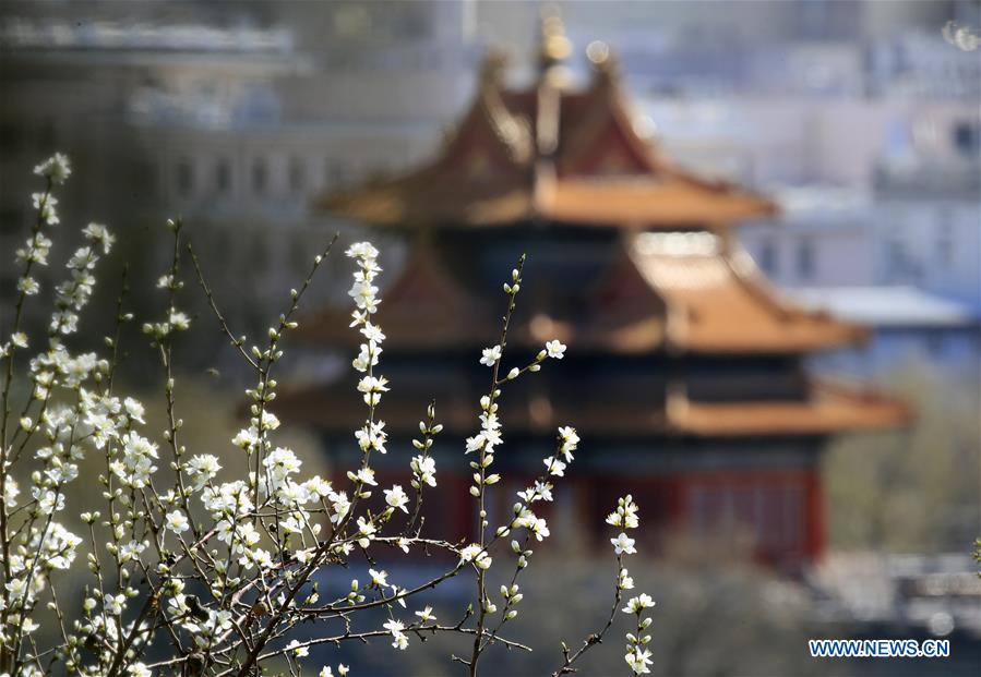 #CHINA-BEIJING-PEACH BLOSSOMS (CN)