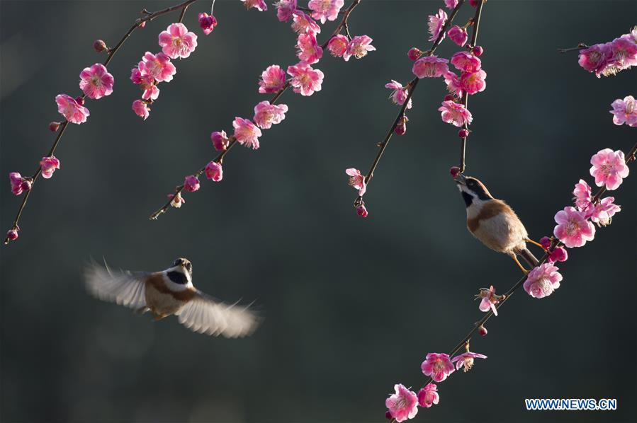 #CHINA-SPRING-FLOWERS (CN)