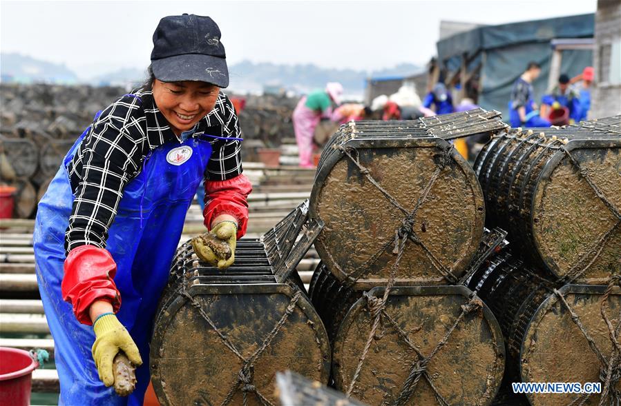 CHINA-FUJIAN-XIAPU-SEA CUCUMBER-HARVEST (CN)