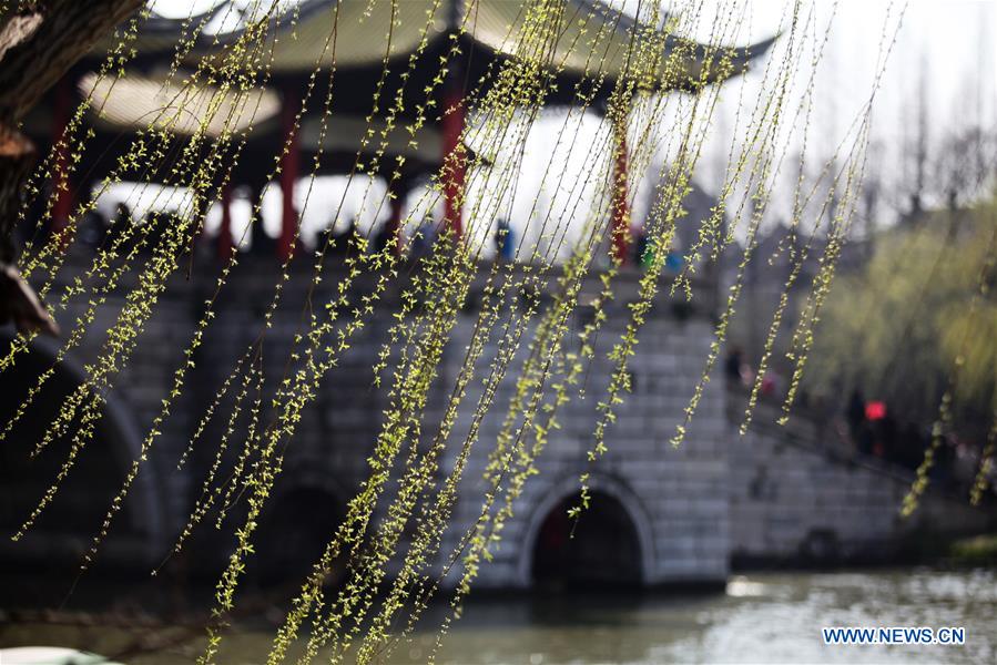 #CHINA-SPRING-WILLOW (CN)