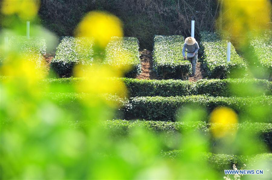 #CHINA-SPRING-FARM WORK (CN)