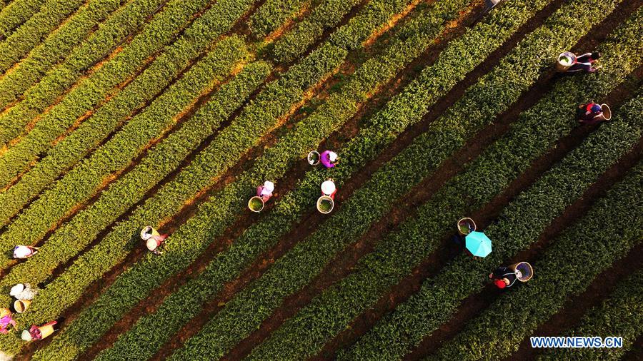 CHINA-CHONGQING-SPRING TEA-HARVEST (CN)