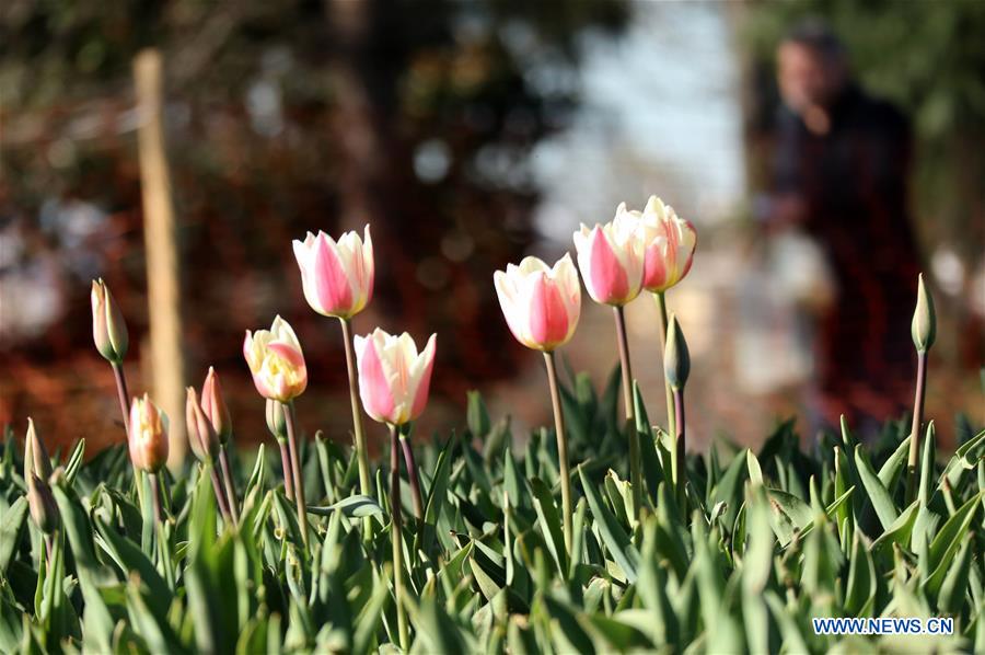 TURKEY-ISTANBUL-FLOWERS