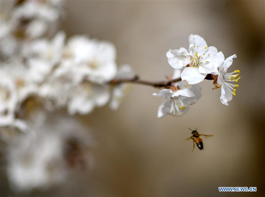 CHINA-XINJIANG-SPRING-APRICOT FLOWERS (CN)