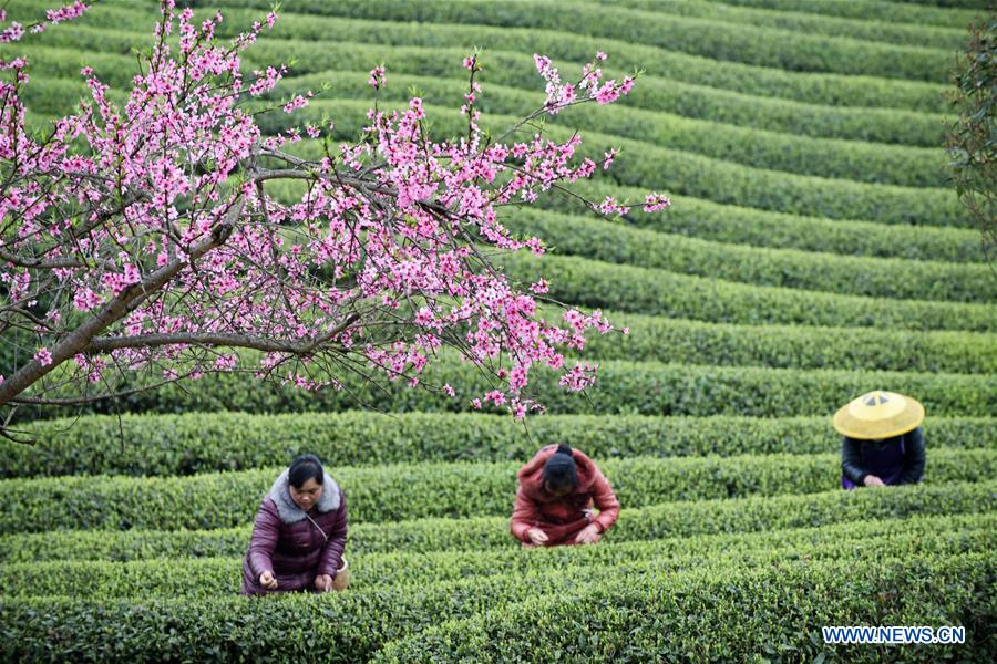 CHINA-GUIIZHOU-TEA-HARVEST (CN)