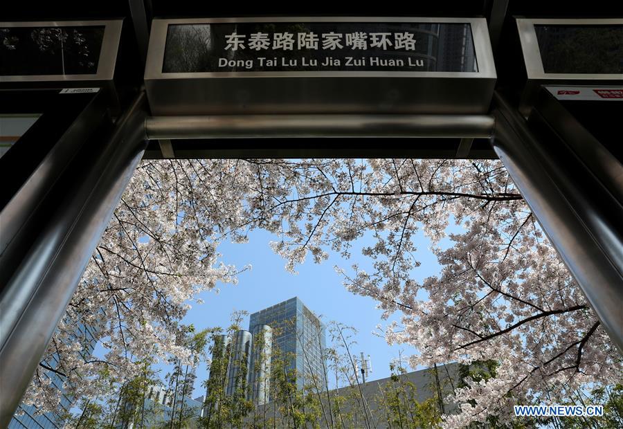 CHINA-SHANGHAI-CHERRY BLOSSOMS-CITYSCAPE (CN)