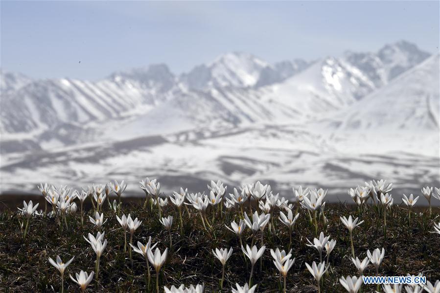 CHINA-XINJIANG-XINYUAN-LILY FLOWERS (CN)