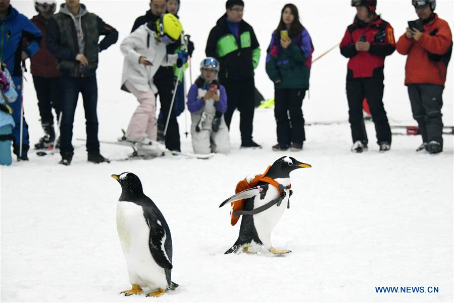 CHINA-HARBIN-INDOOR SKI ARENA-PENGUINS (CN)