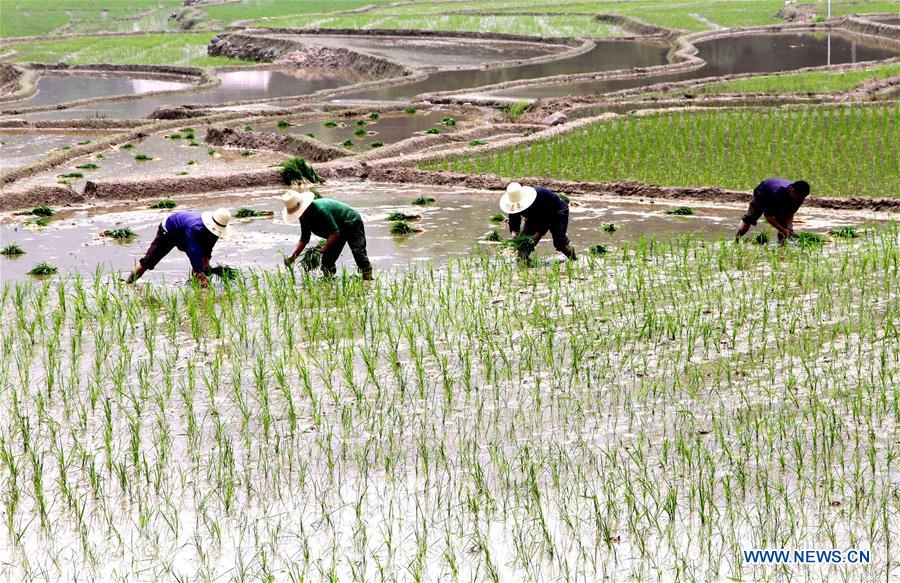 #CHINA-GUYU-AGRICULTURE-FARM WORK (CN)