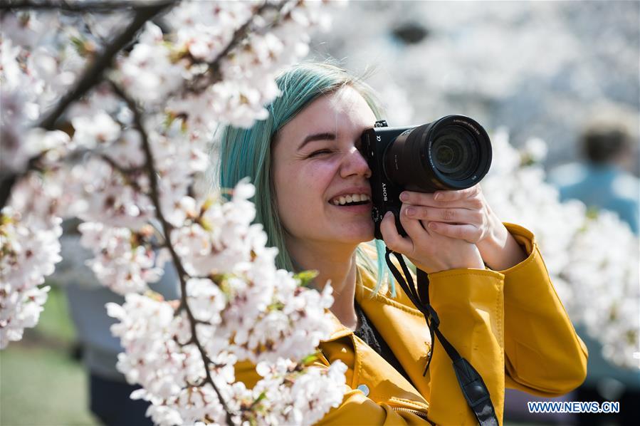 LITHUANIA-VILNIUS-CHERRY BLOSSOMS