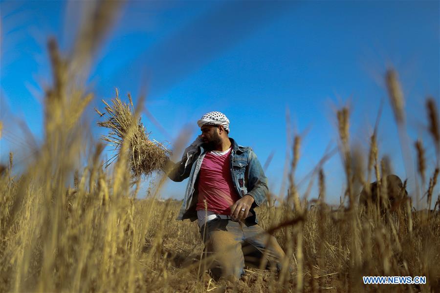 MIDEAST-KHAN YOUNIS-HARVEST-WHEAT