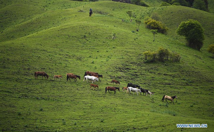 CHINA-XINJIANG-ILI-NARAT GRASSLAND-TOURISM BOOM (CN)