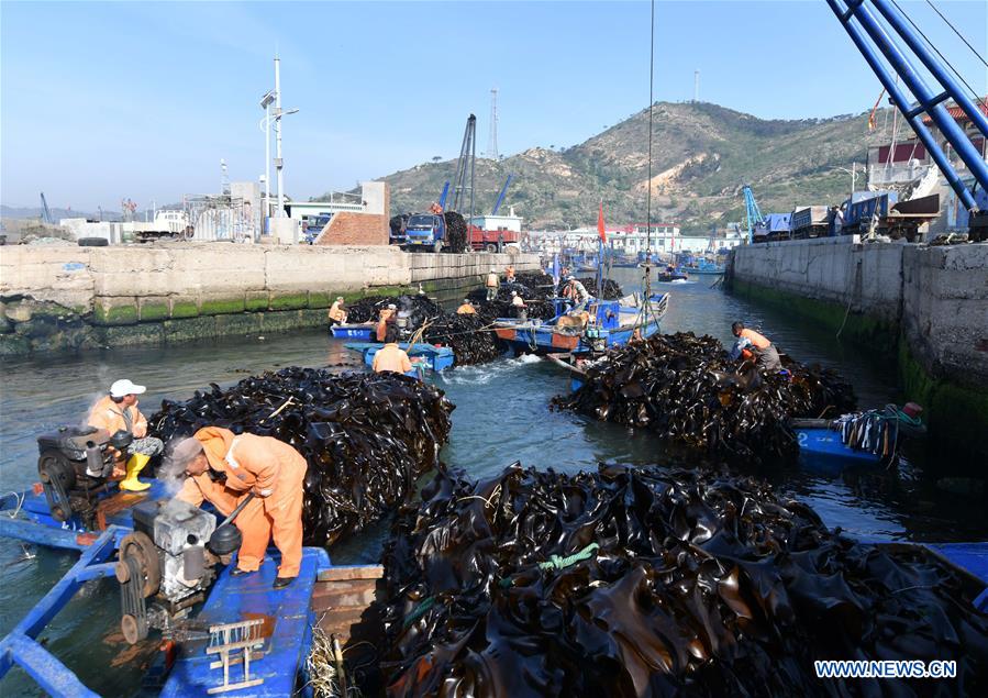 CHINA-SHANDONG-YANTAI-ECONOMY-AQUACULTURE (CN)