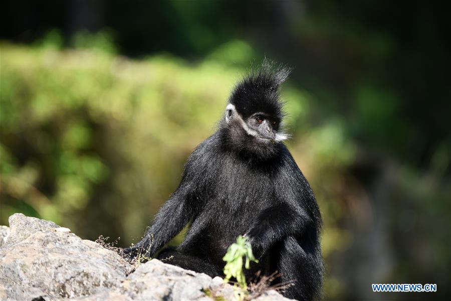 CHINA-GUIZHOU-FRANCOIS' LANGUR-PROTECTION (CN)