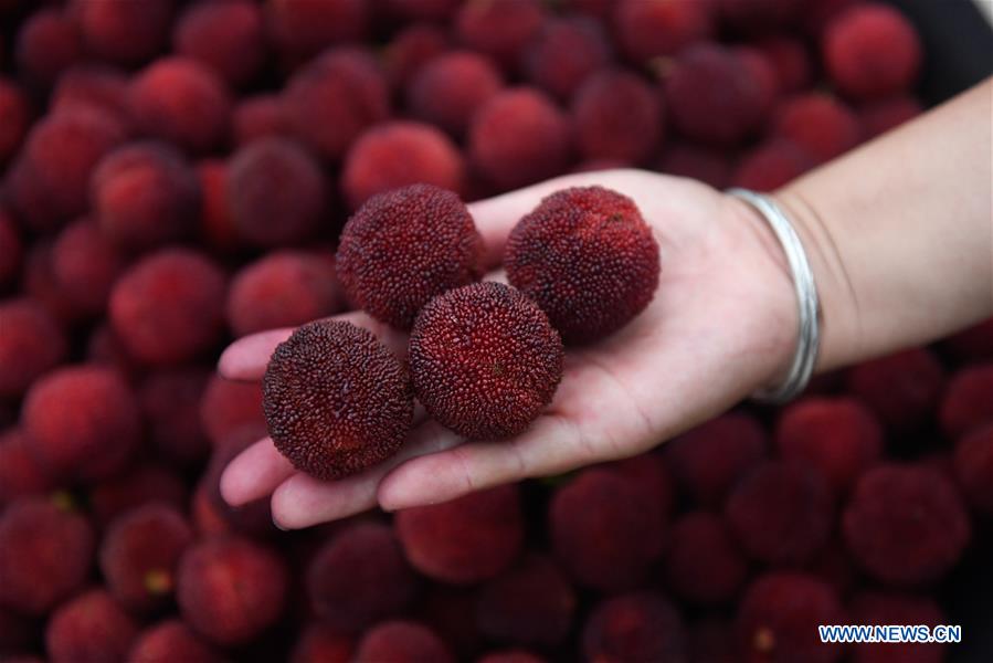 CHINA-ZHEJIANG-XIANJU-CHINESE BAYBERRY-HARVEST (CN)