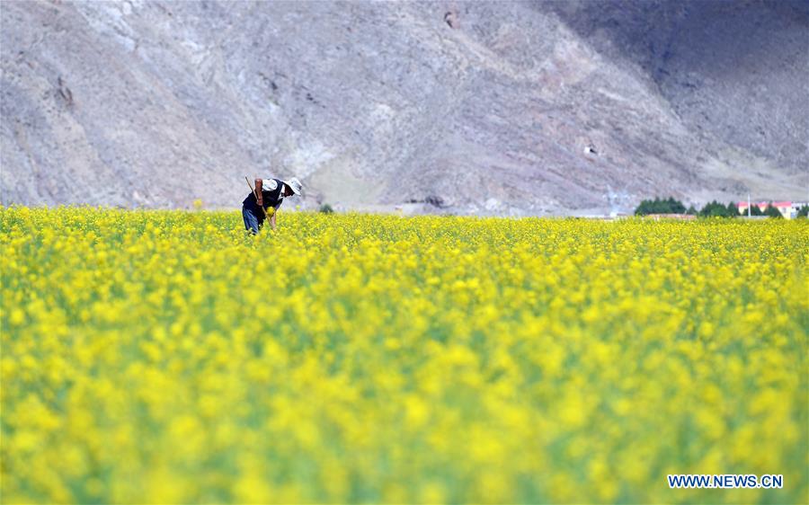 CHINA-TIBET-COLE FLOWERS (CN)