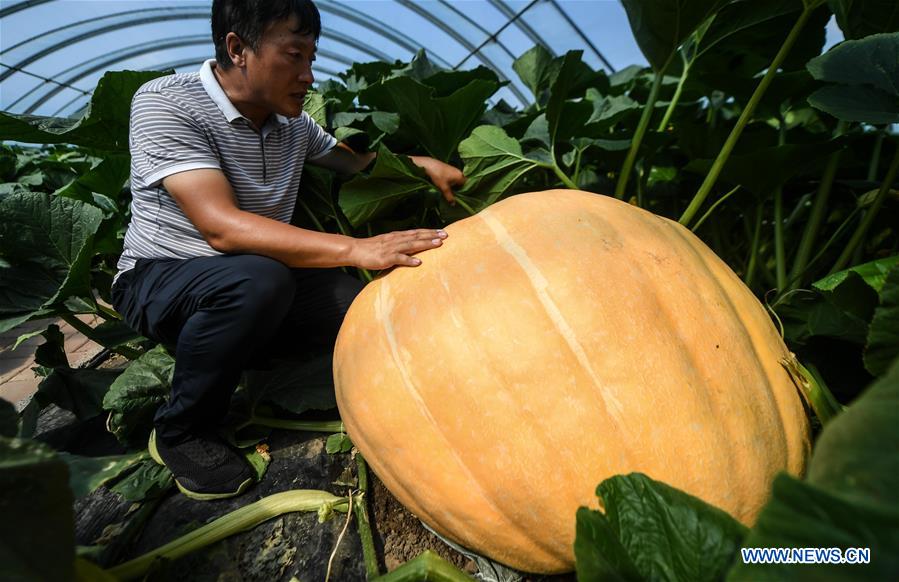 CHINA-JILIN-CHANGCHUN-GIANT PUMPKINS (CN)