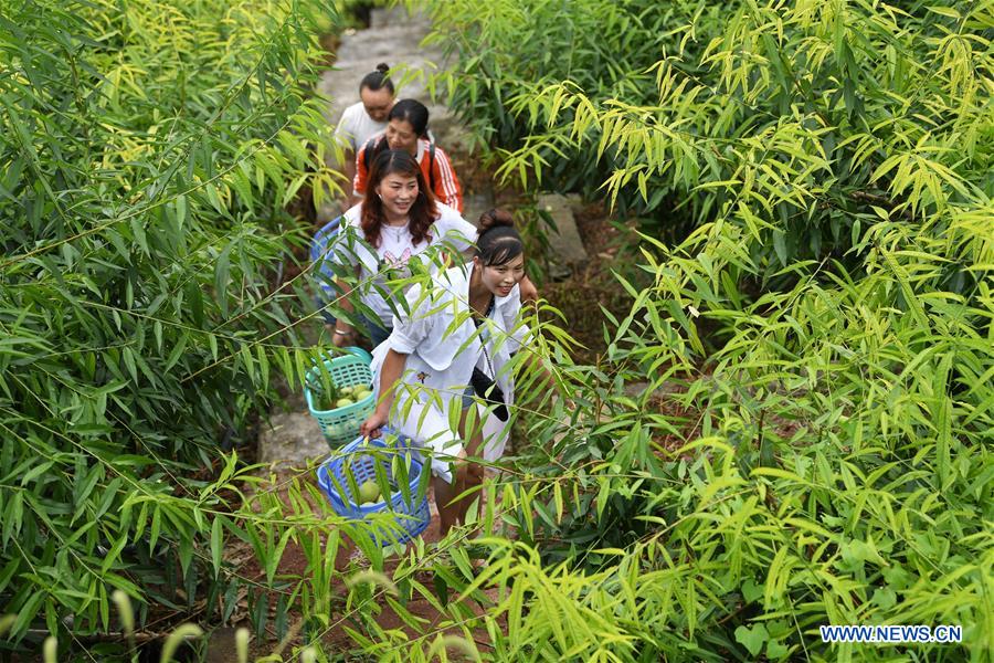 CHINA-CHONGQING-BANAN-PEACH-RURAL DEVELOPMENT (CN)