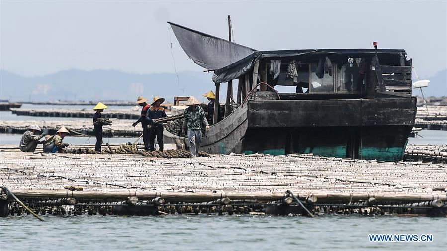 CHINA-GUANGXI-QINZHOU-OYSTERS-CULTIVATION (CN)