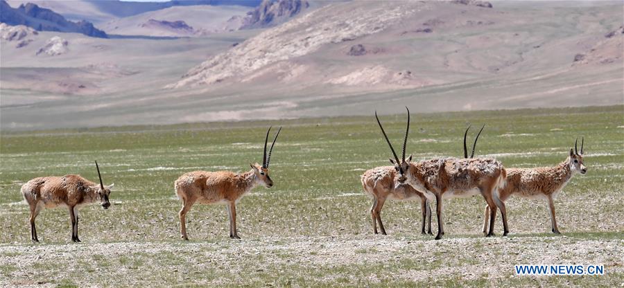 CHINA-TIBET-NYIMA-SCENERY(CN)