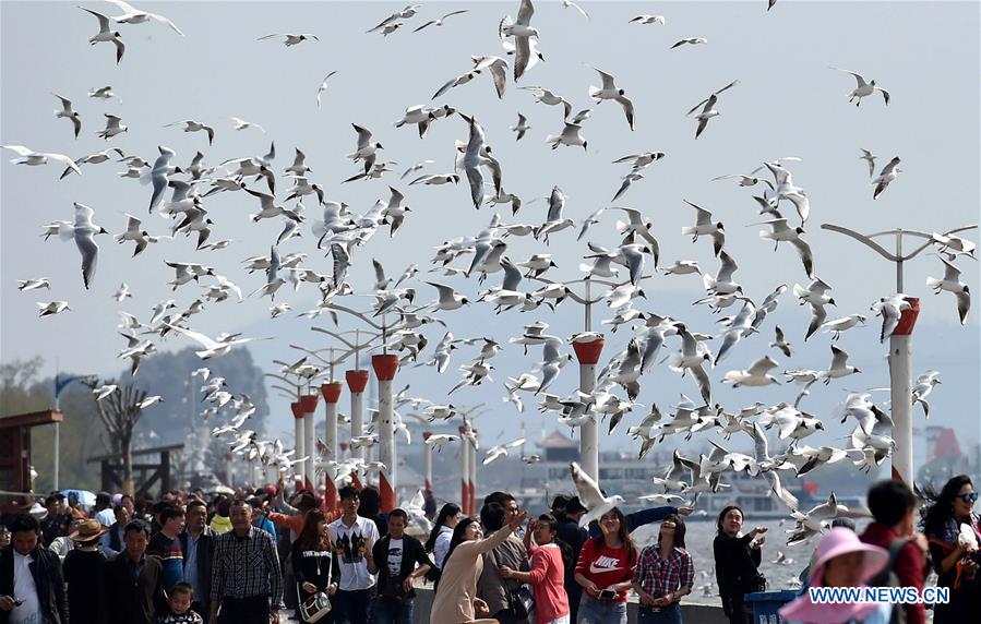 (EcoChina)CHINA-HORTICULTURAL EXPO-YUNNAN (CN)