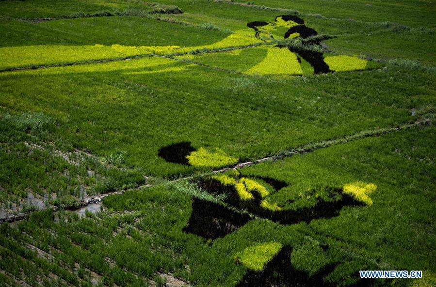 CHINA-XINJIANG-QAPQAL-RICE FIELDS-TOURISM (CN)