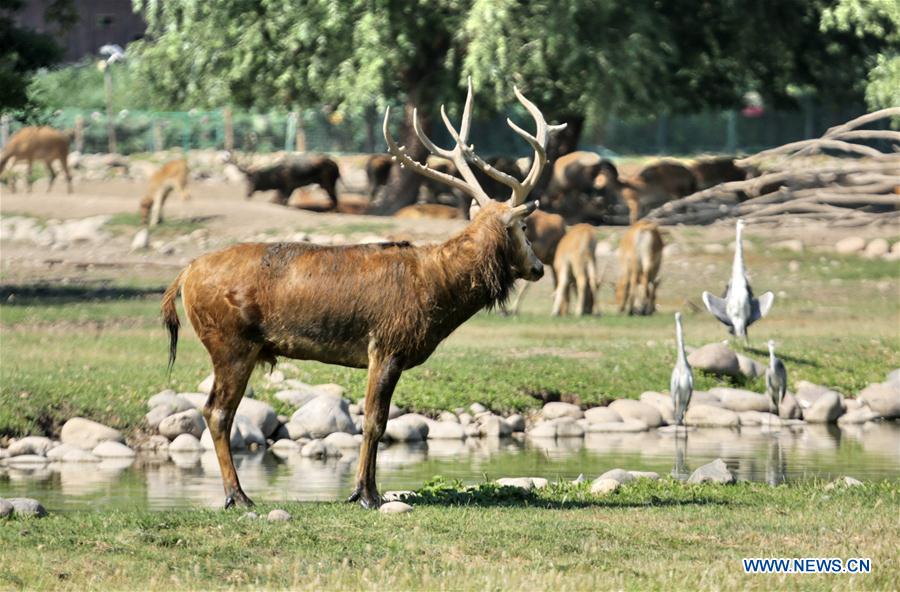 CHINA-BEIJING-MILU DEER-PROTECTION (CN)