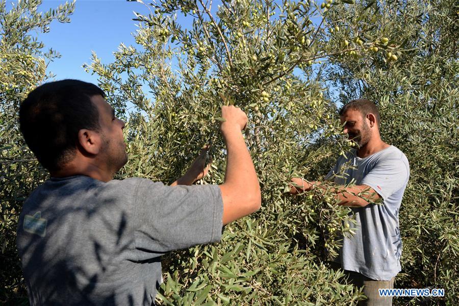 MIDEAST-GAZA-OLIVE-HARVEST