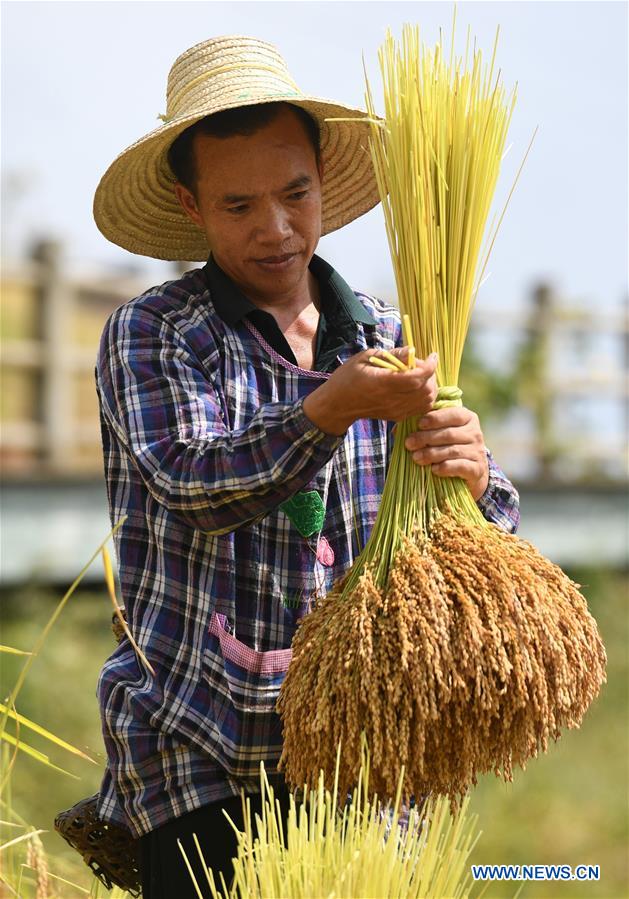 CHINA-GUANGXI-RICE-HARVEST (CN)