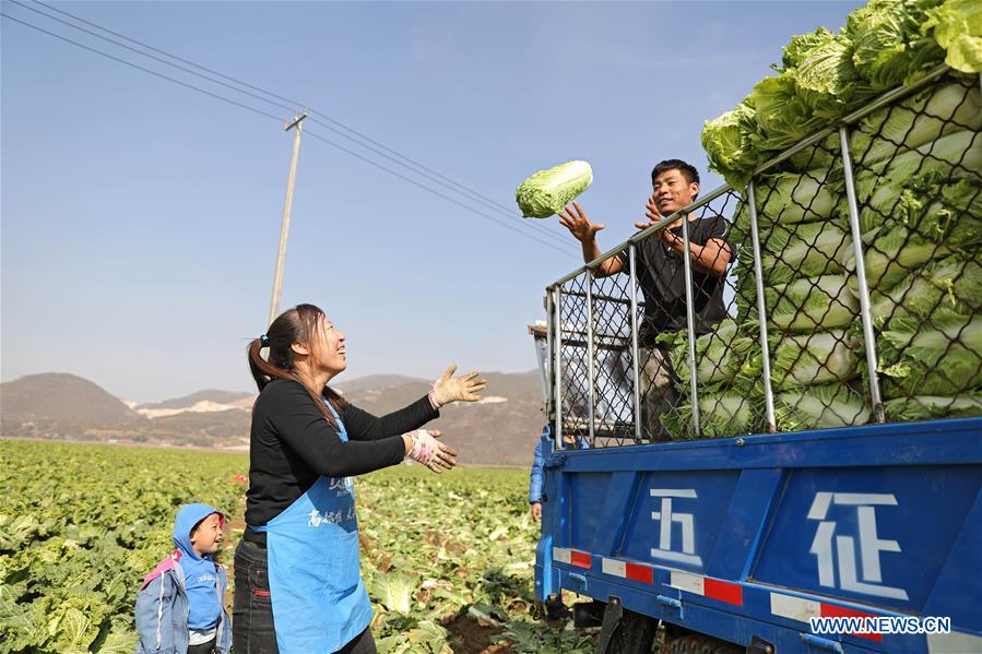 CHINA-LIAONING-ANSHAN-HARVEST (CN)