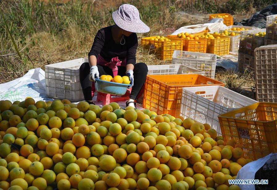 CHINA-JIANGXI-GANZHOU-HARVEST-NAVEL ORANGE (CN)