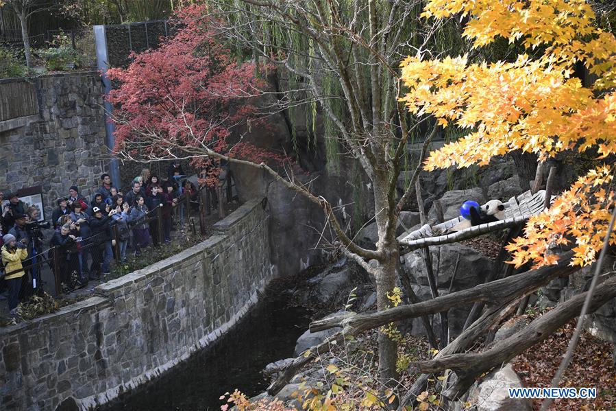 U.S.-WASHINGTON D.C.-NATIONAL ZOO-CHINESE GIANT PANDA-FAREWELL