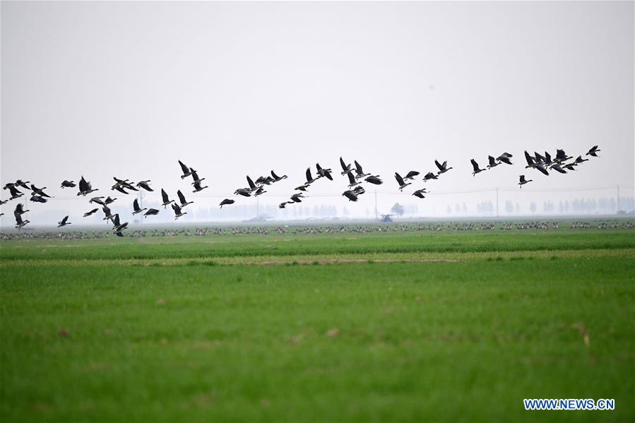 CHINA-HENAN-YELLOW RIVER-WETLAND-MIGRANT BIRD (CN)