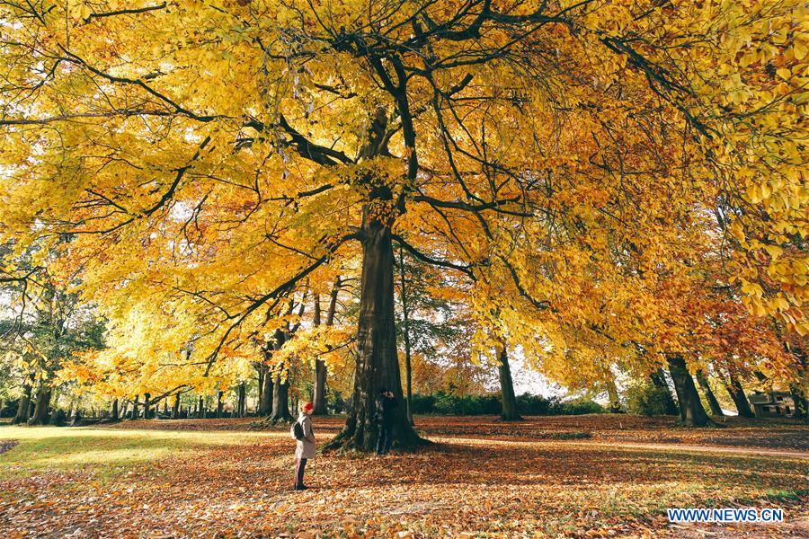 BELGIUM-BRUSSELS-AUTUMN SCENERY