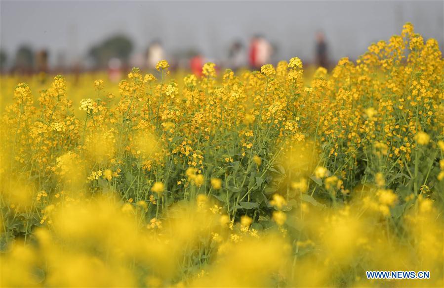 CHINA-JIANGXI-COLE FLOWER FIELDS (CN)