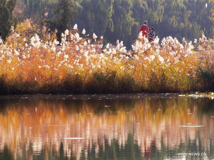 CHINA-BEIJING-YUANMINGYUAN-AUTUMN SCENERY (CN)