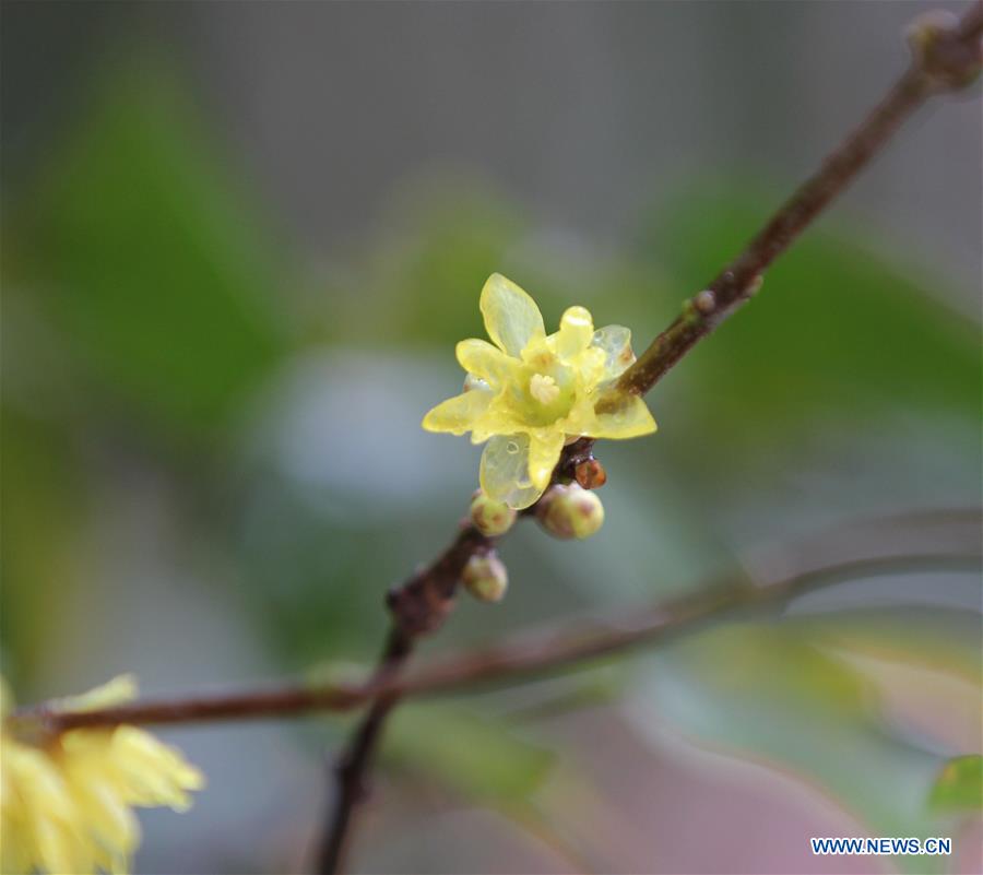 #CHINA-WINTERSWEET BLOSSOMS (CN)