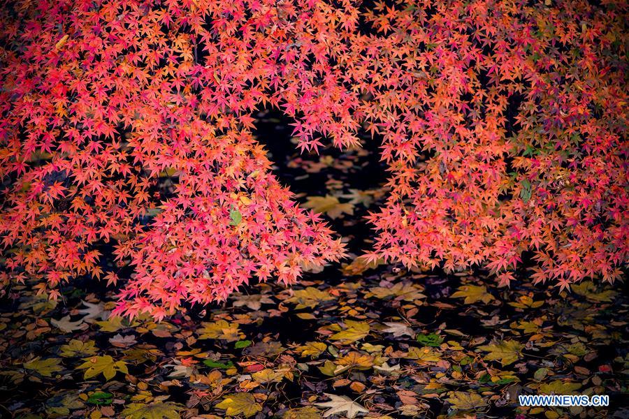 #CHINA-NANJING-MAPLE LEAVES (CN)