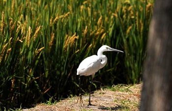 In pics: rural scenery of Shanghai