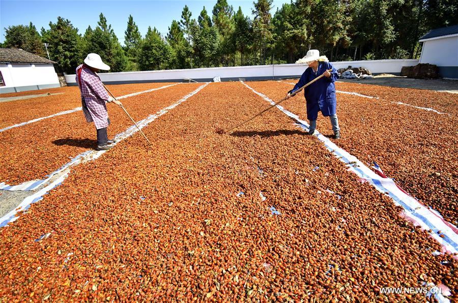 #CHINA-AUTUMN-HARVEST (CN)