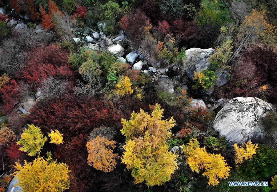 CHINA-HENAN-VILLAGE-AUTUMN SCENERY (CN)