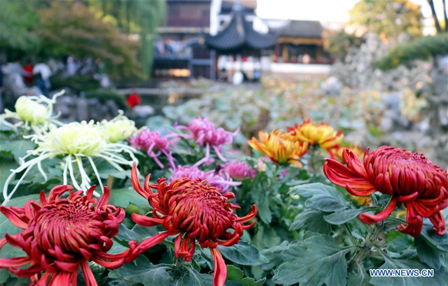 #CHINA-JIANGSU-SUZHOU-CHRYSANTHEMUM-EXHIBITION (CN) 