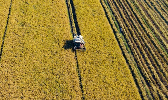 Farmers, fishermen busy with harvest across China