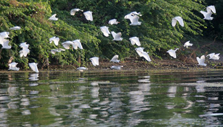 Migratory birds frequent famed Taal Volcano in the Philippines