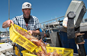 Fishermen work after year's first catch of Spot Prawns in Vancouver