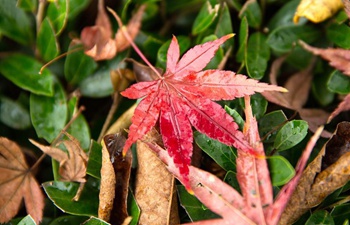 In pics: scenery of maple leaves in central China's Hubei